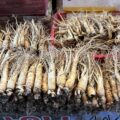 Korean Ginseng