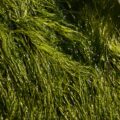 Korean Seaweed