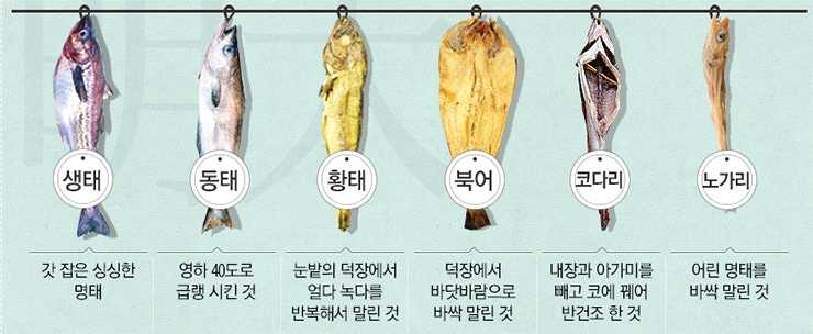 Pollack in Korea 자원조사 초안 진상희 20251209. ver